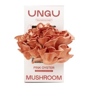 UNGU Pink Oyster Mushroom Grow Kit – size S, with vibrant pink oyster mushrooms flushing out from the front of the compact grow box