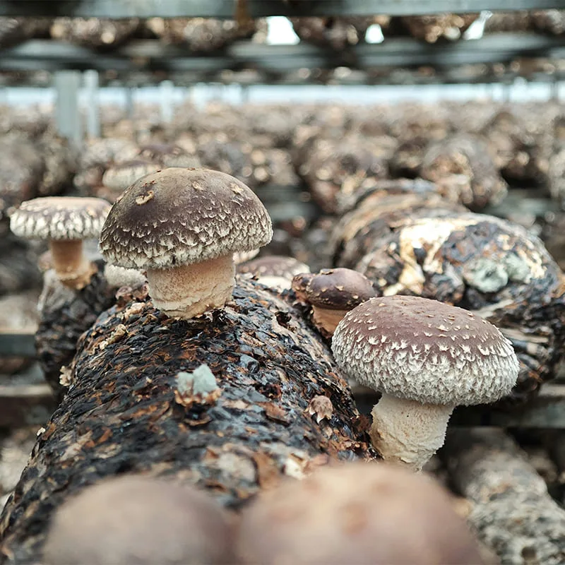 shiitake academy