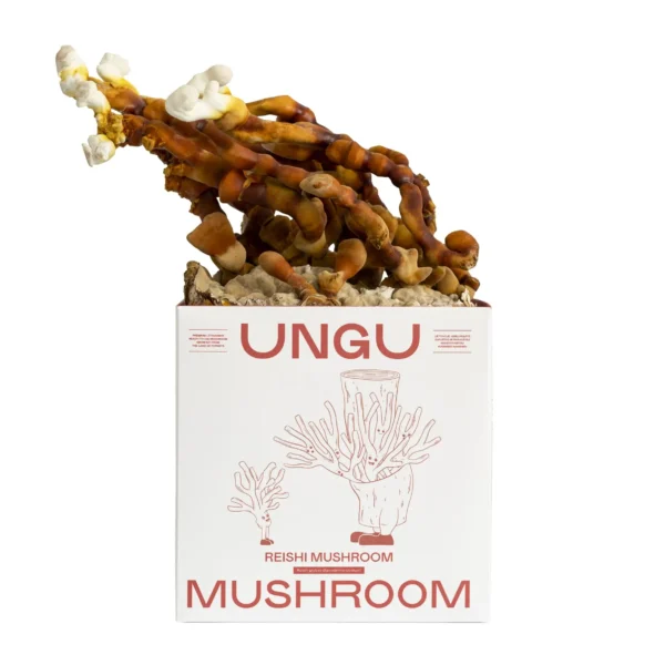 Reishi grybų auginimo rinkinys | DYDIS M