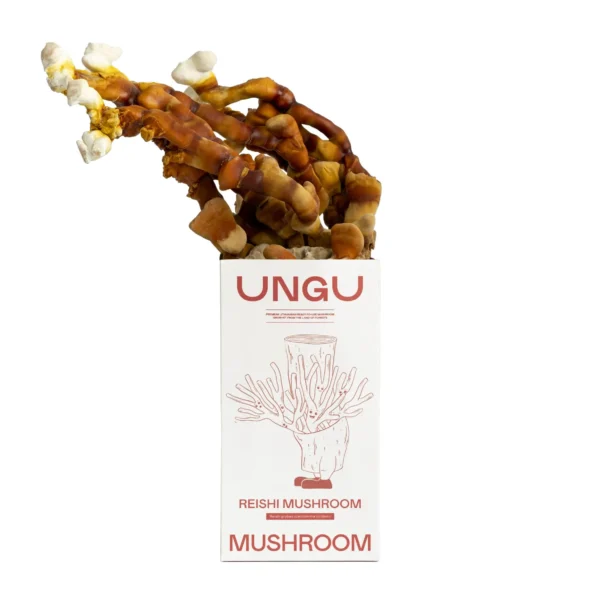 Reishi grybų auginimo rinkinys | DYDIS S