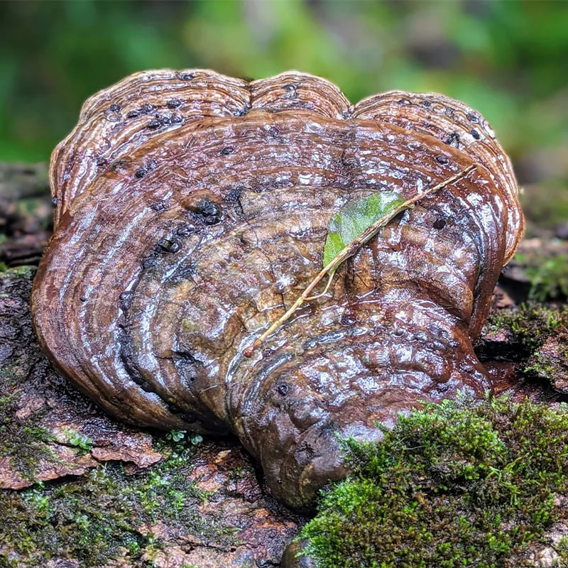 reishi academy