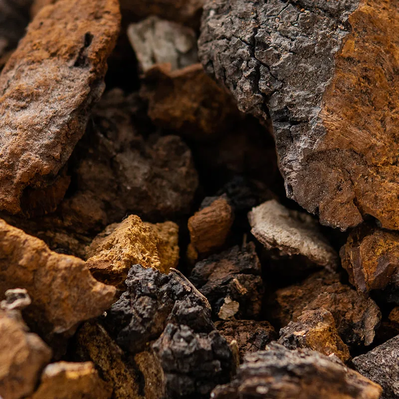 chaga academy