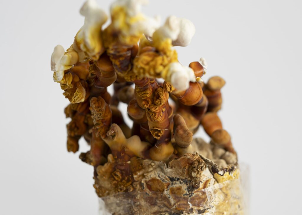 Reishi Mushroom Grow Kit | Size M - Image 3