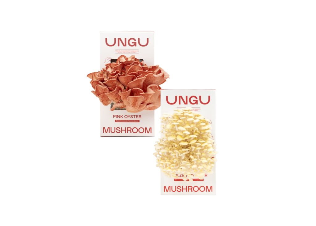 PINK & GOLDEN OYSTER MUSHROOM GROW KITS | SIZE S - Image 2
