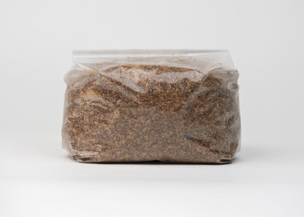 Shiitake Mushroom Sawdust Spawn, 1 kg - Image 4