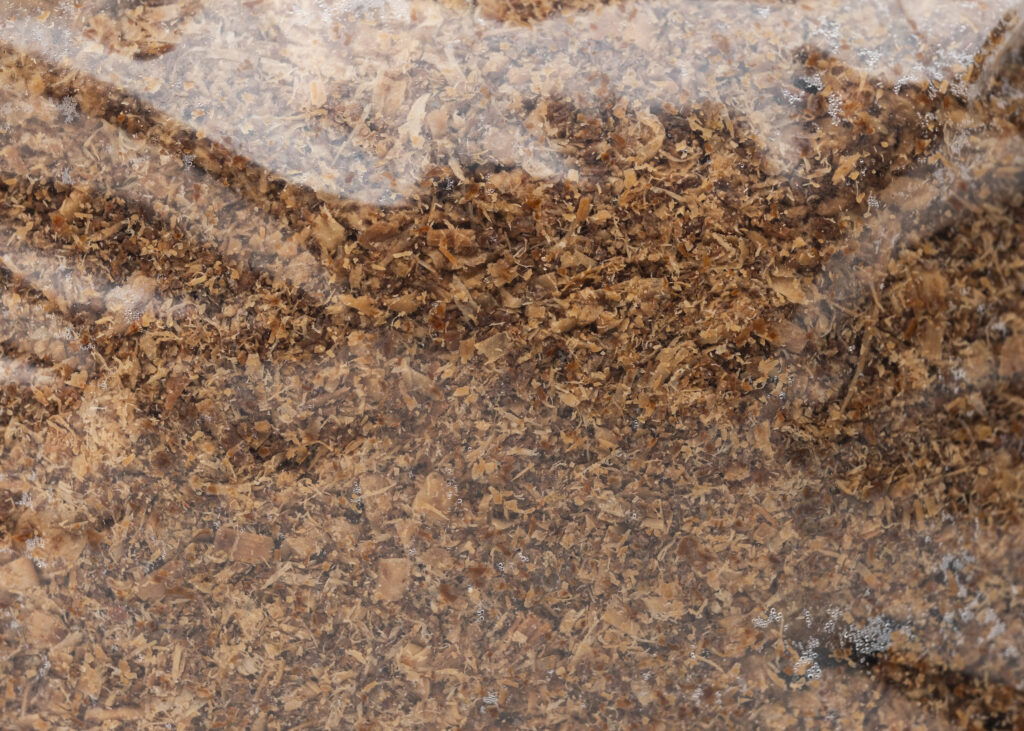 Shiitake Mushroom Sawdust Spawn, 1 kg - Image 3