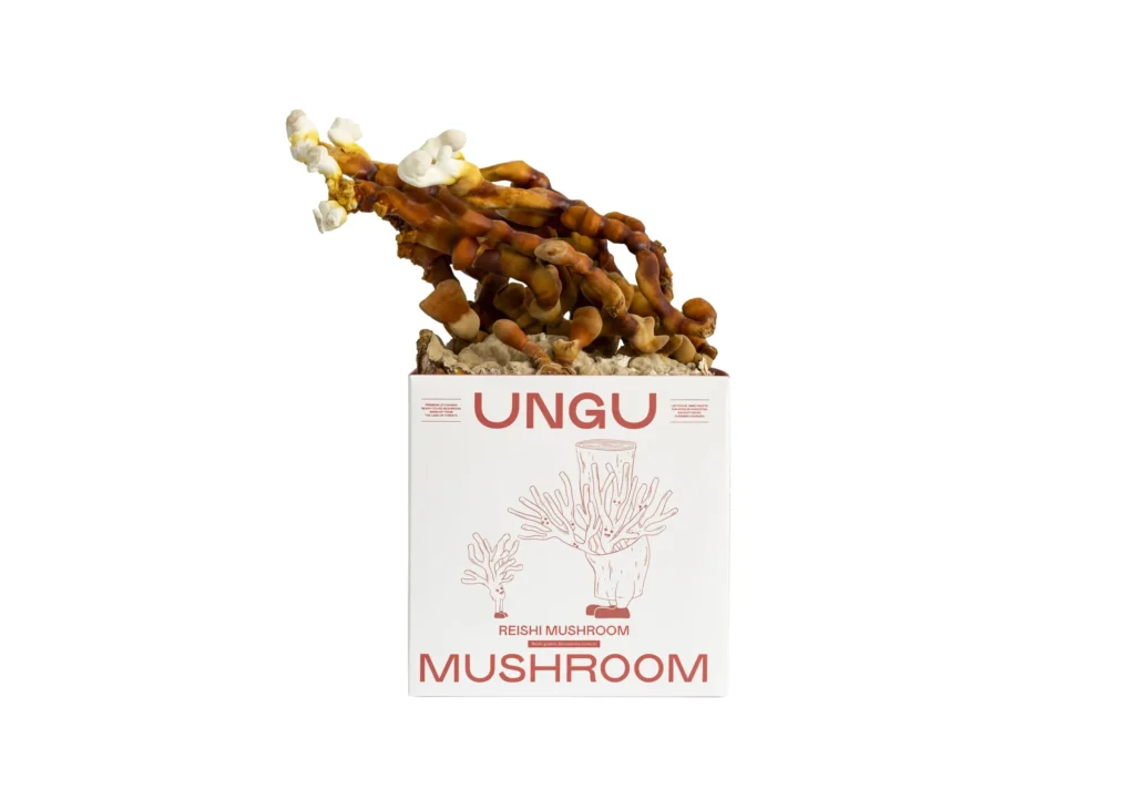Reishi Mushroom Grow Kit | Size M - Image 2
