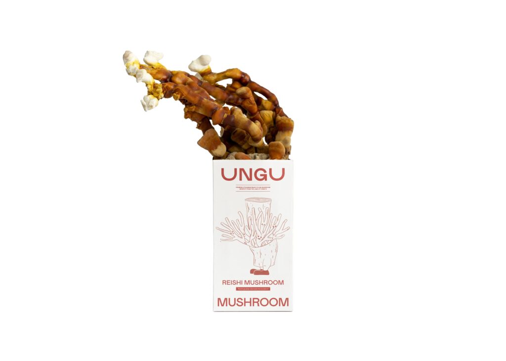 Reishi Mushroom Grow Kit | Size S - Image 2