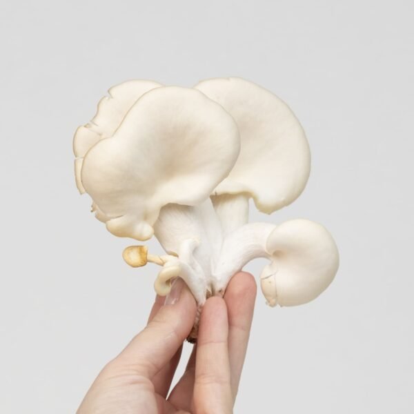 White Pearl Oyster