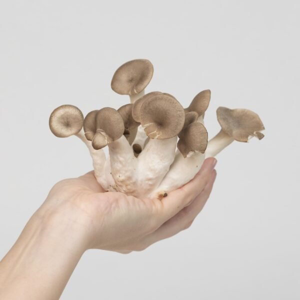 Black Pearl Oyster