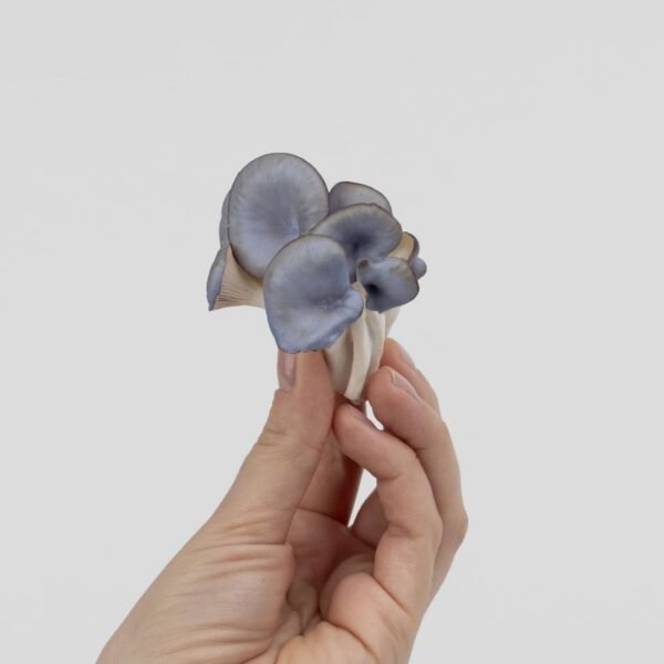 Blue Oyster