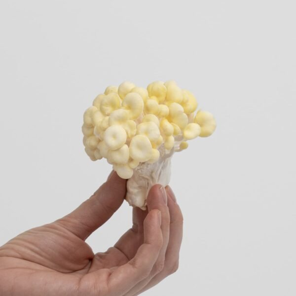 Golden Oyster