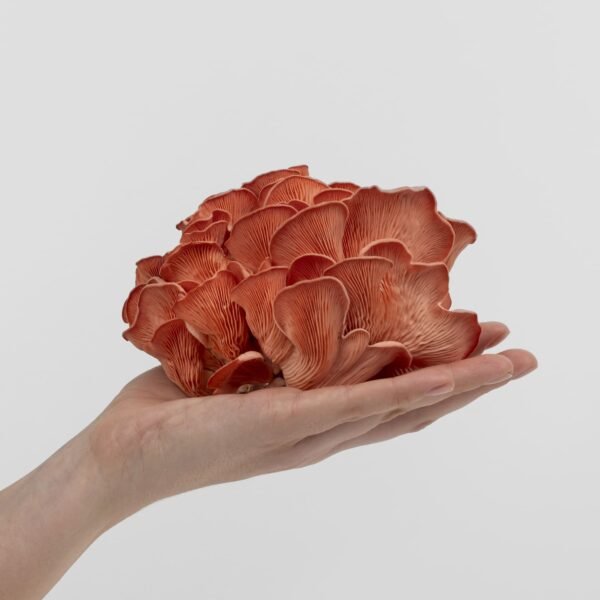 Pink Oyster