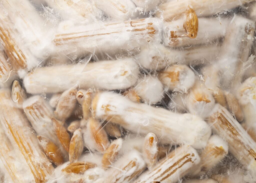 Shiitake Plug Spawn, 200 pieces - Image 3