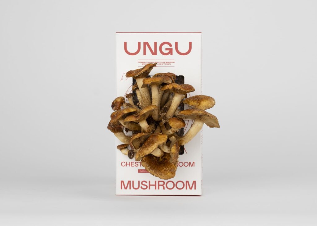 Chestnut Mushroom Grow Kit | Size S - Image 5