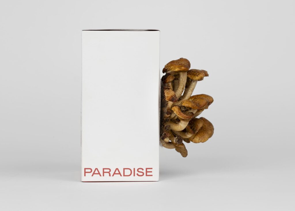 Chestnut Mushroom Grow Kit | Size S - Image 6