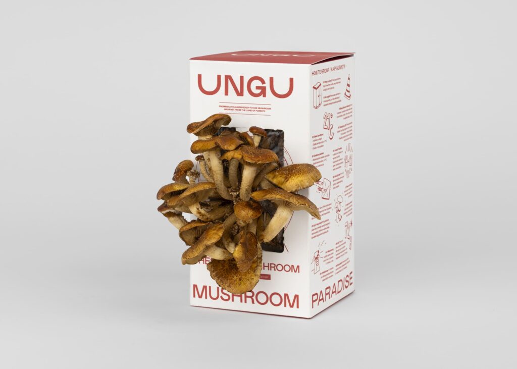 Chestnut Mushroom Grow Kit | Size S - Image 3
