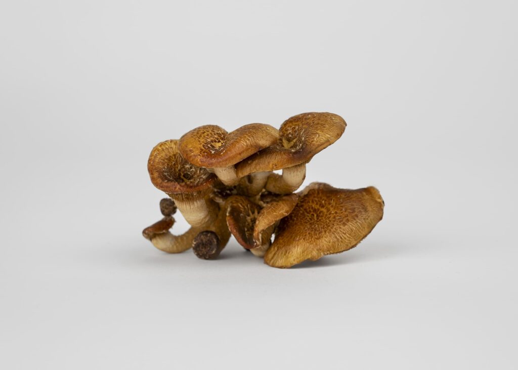 Chestnut Mushroom Grow Kit | Size M - Image 4