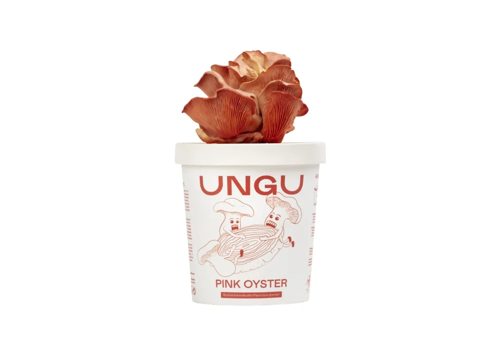 Pink Oyster Grow Kit | 2xCUP - Image 2