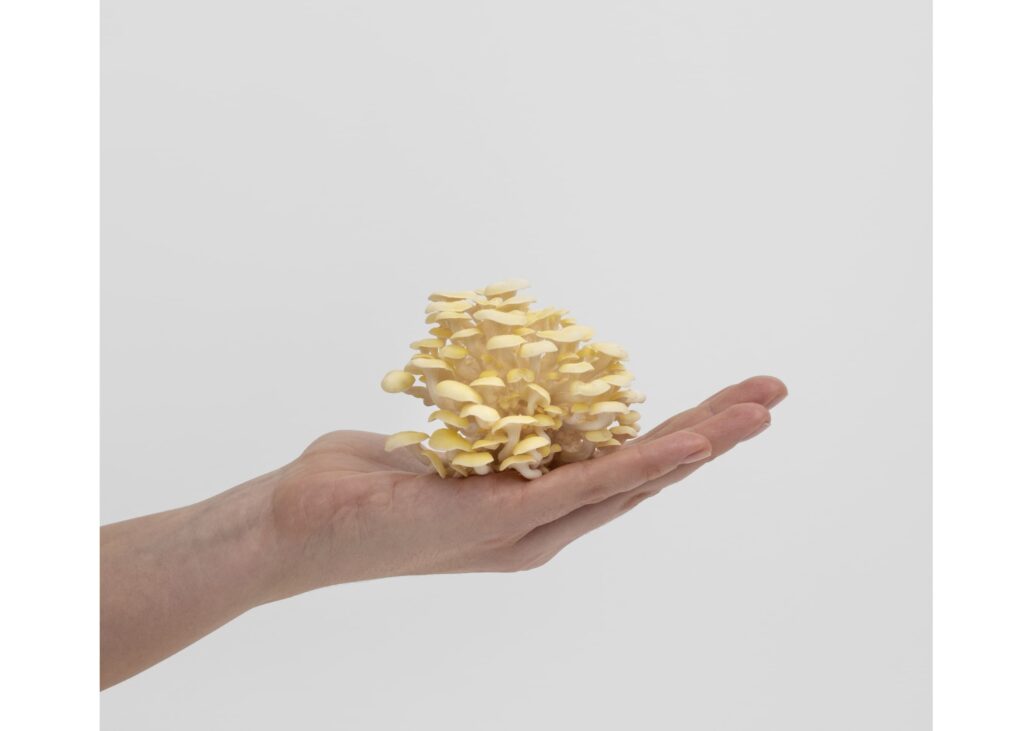 Golden Oyster Grow Kit | size M - Image 4
