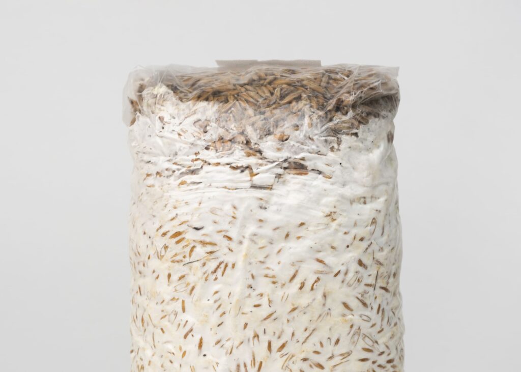 Grain Spawn, 1 kg - Image 4