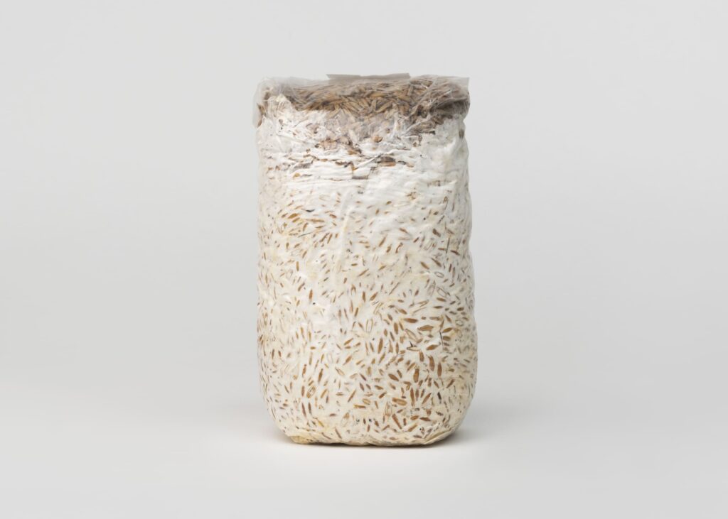Grain Spawn, 1 kg - Image 3