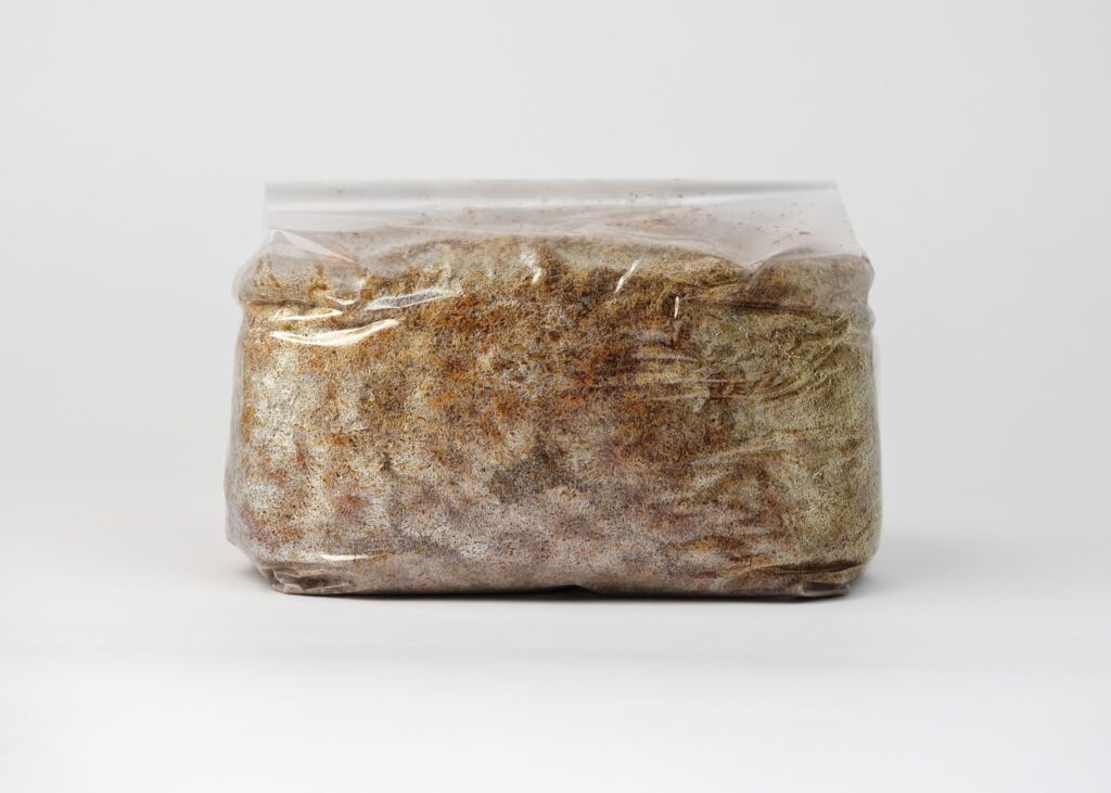 Shiitake grybiena pjuvenose, 1 kg - Image 4