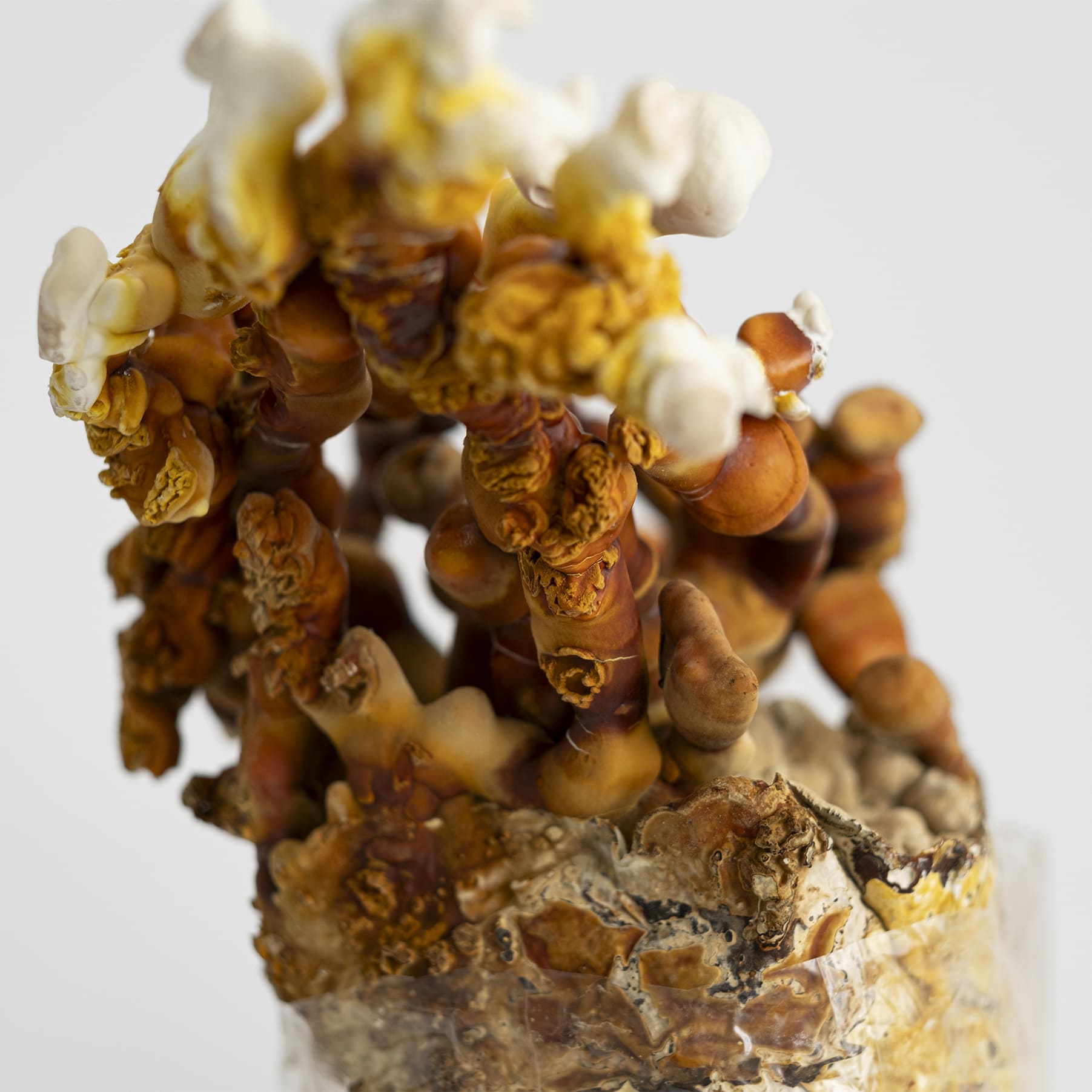 Reishi grybai