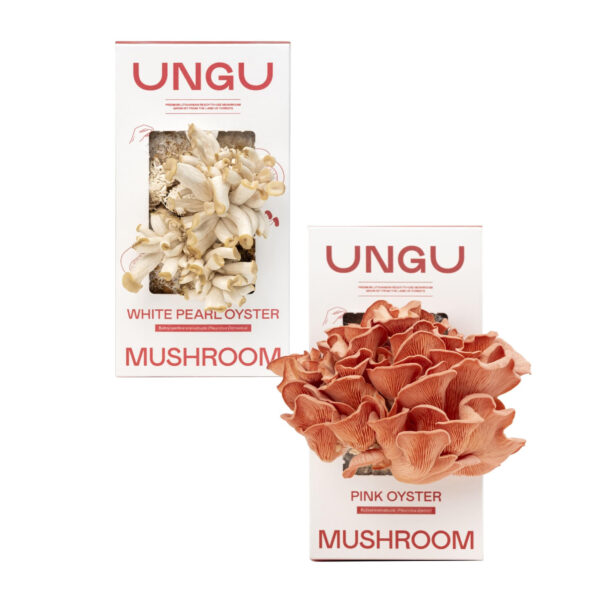 BALTŲJŲ IR ROŽINIŲ KREIVABUDŽIŲ AUGINIMO RINKINIAI